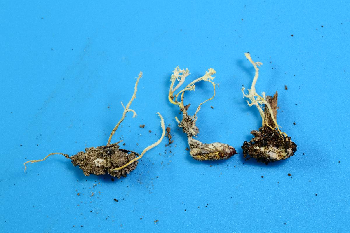 Cordyceps tenuipes image
