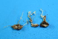 Cordyceps tenuipes image