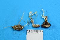 Cordyceps tenuipes image