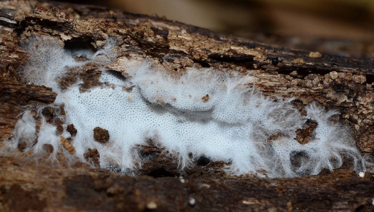 Trechispora regularis image