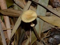 Agrocybe rivulosa image