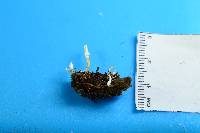 Cordyceps tenuipes image