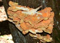 Laetiporus huroniensis image