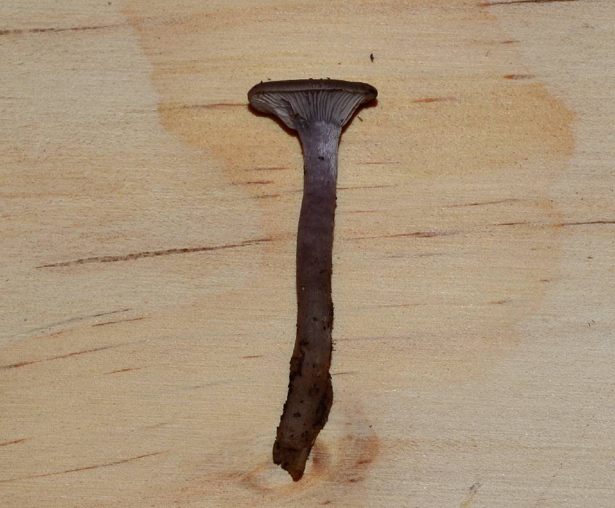 Clitocybe formosa image
