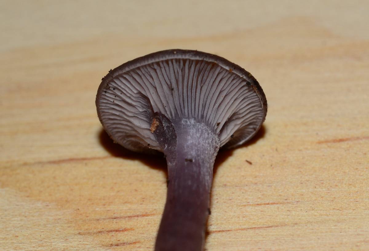Clitocybe formosa image