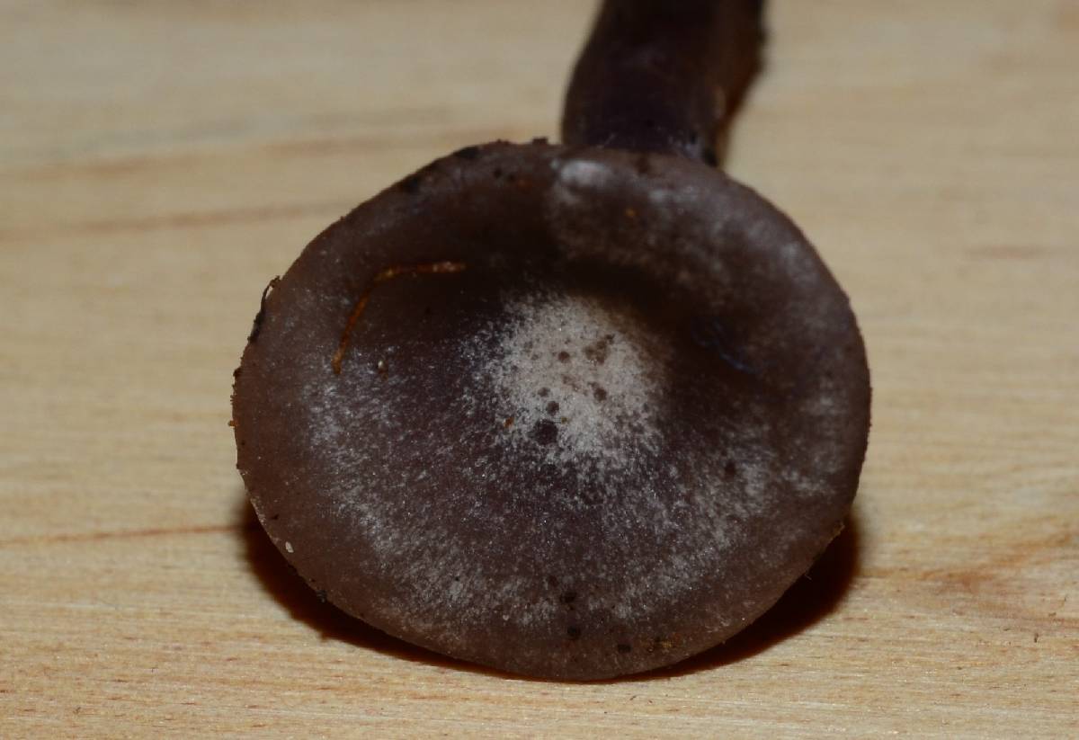 Clitocybe formosa image