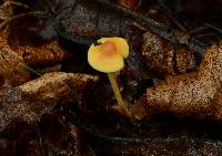 Hypholoma flavifolium image