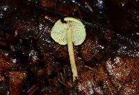 Hypholoma flavifolium image