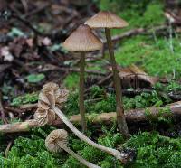 Entoloma cetratum image