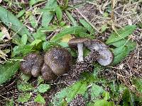 Entoloma fuscodiscum image