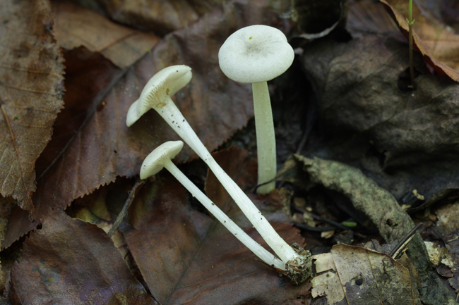 Entoloma pungens image