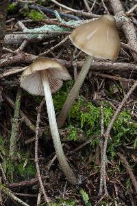 Entoloma strictius image