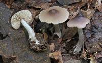 Entoloma turbidum image