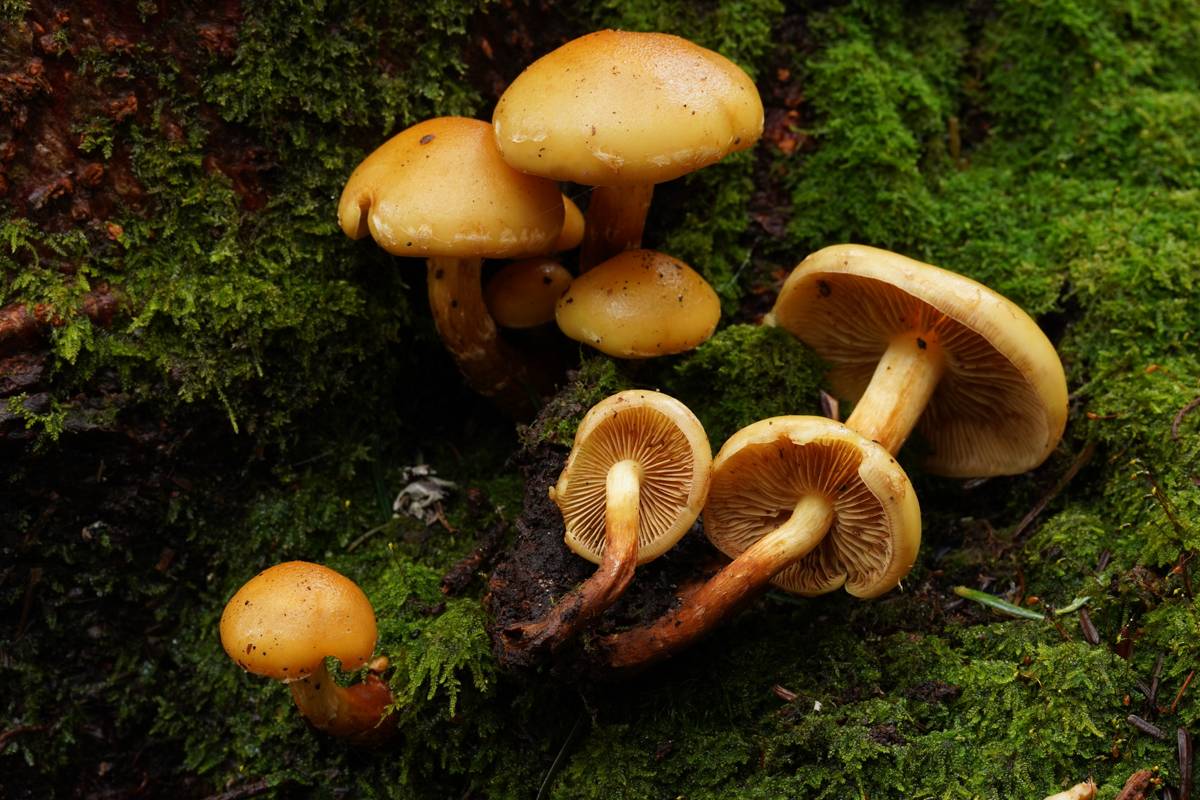 Flammula abieticola image