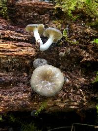 Chrysomphalina strombodes image
