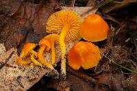 Hygrocybe aurantiosplendens image