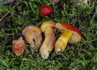 Hygrocybe punicea image