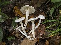 Hygrophorus discoxanthus image