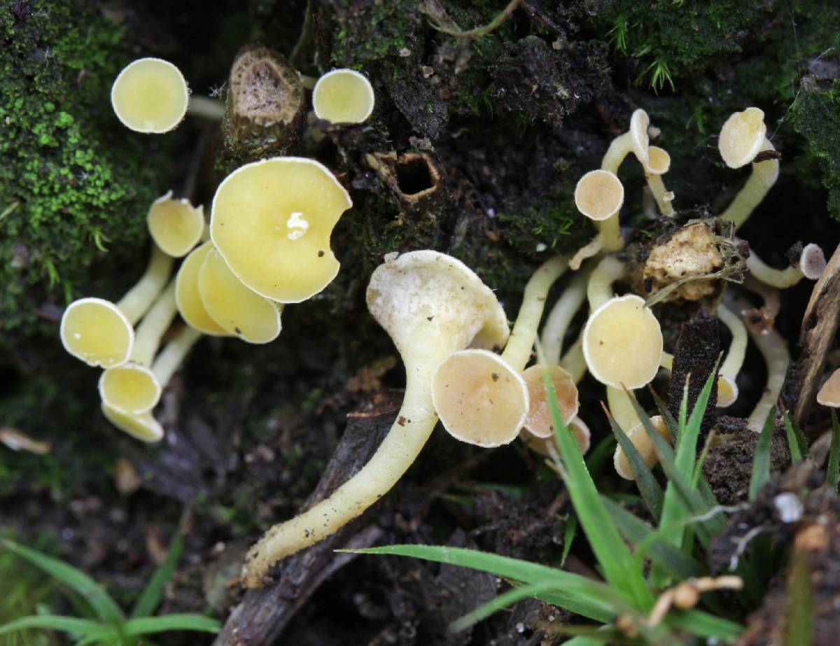 Hymenoscyphus vernus image