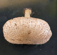 Echinoderma asperum image