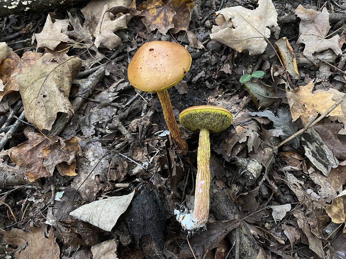 Aureoboletus betula image