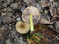 Pluteus romellii image