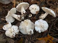 Tricholoma columbetta image