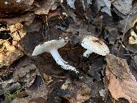 Hygrophorus tennesseensis image