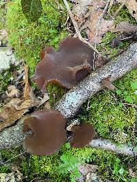 Auricularia fuscosuccinea image