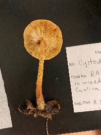 Cystoderma amianthinum image