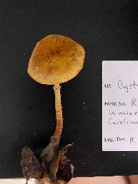 Cystoderma amianthinum image