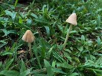 Conocybe apala image