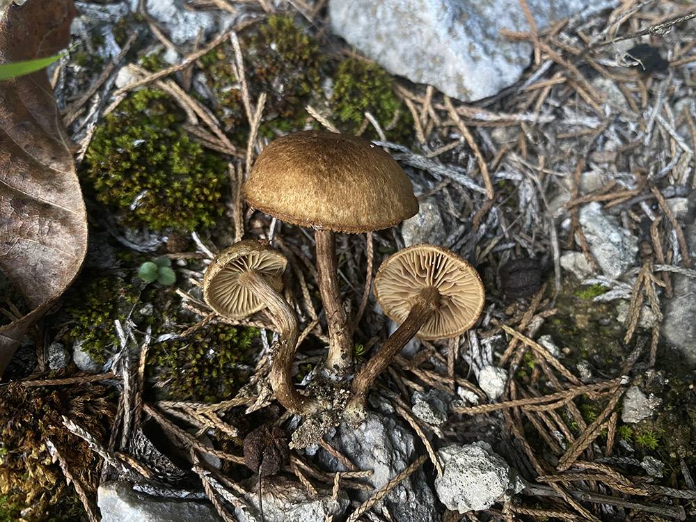 Inocybe fulvoumbonata image