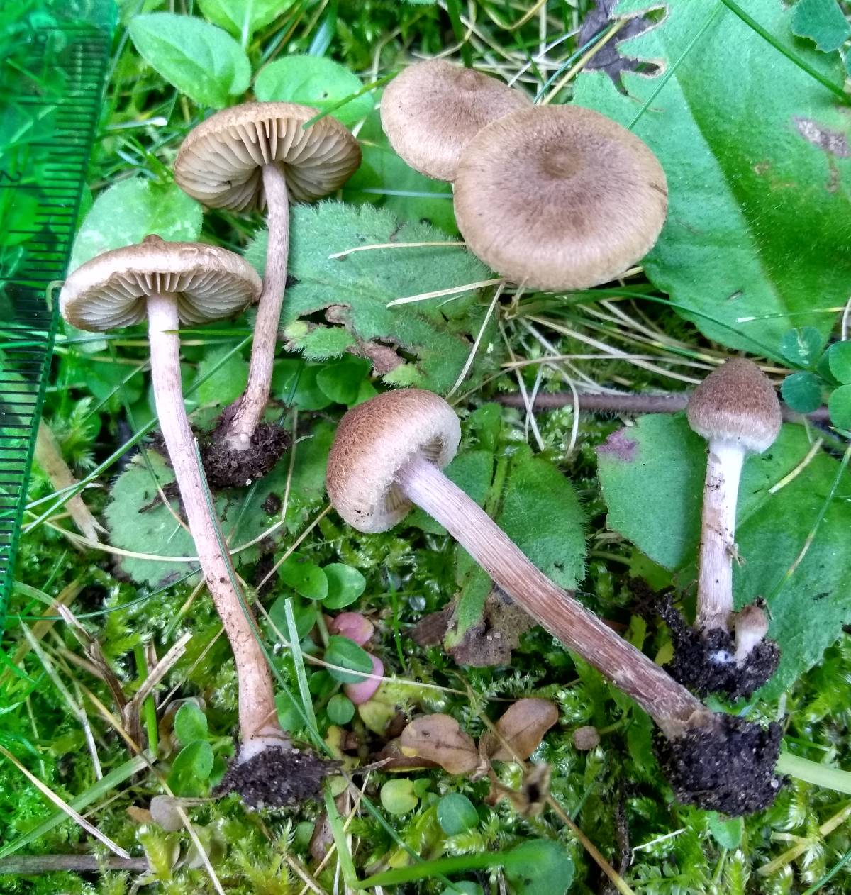 Inocybe infelix image
