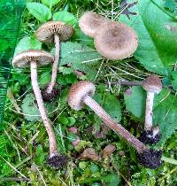 Inocybe infelix image