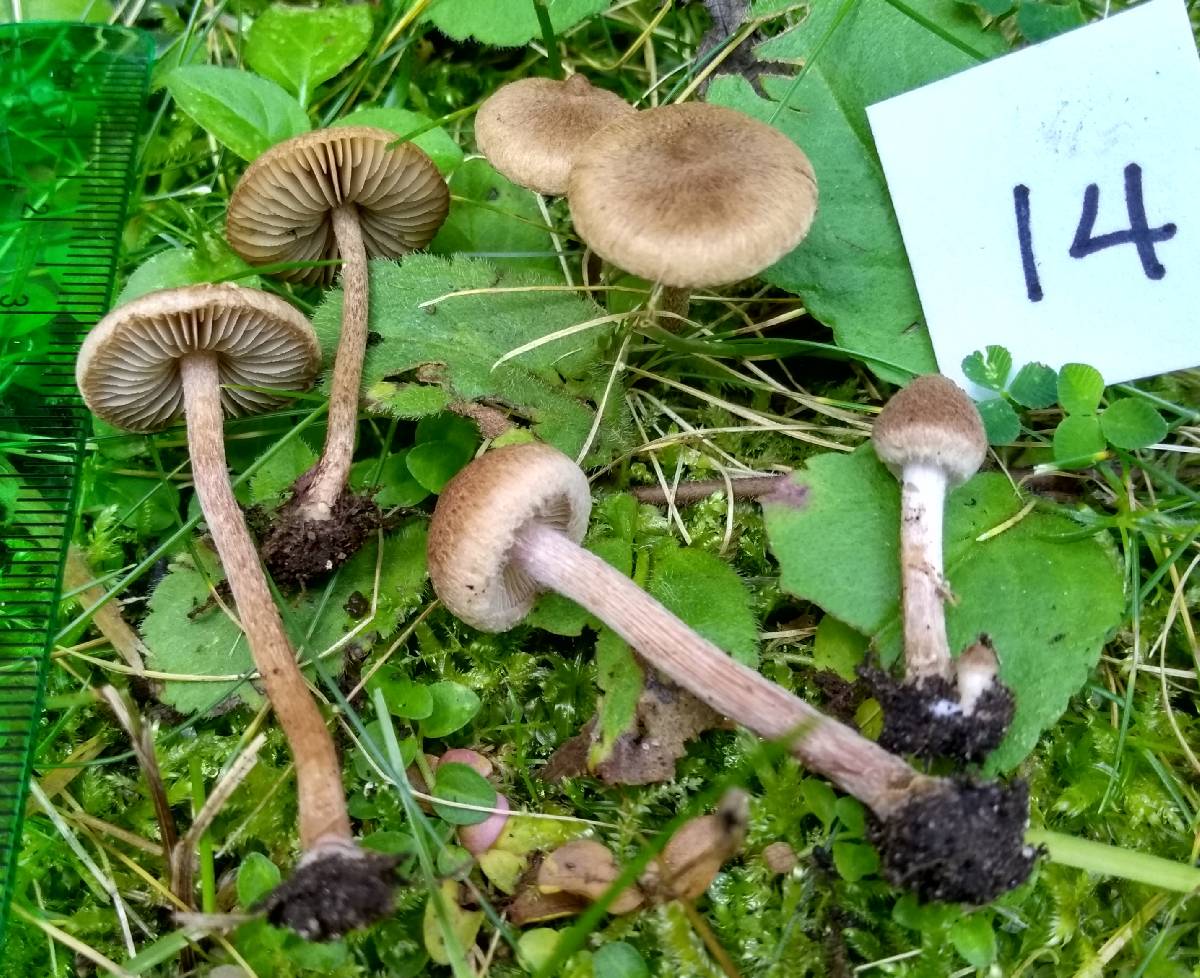 Inocybe infelix image