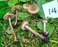 Inocybe infelix image