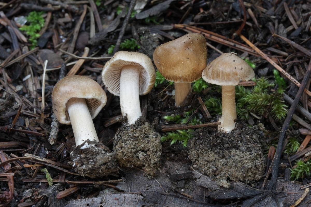 Inocybe ochroalba image