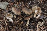 Inocybe nemorosa image