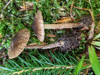 Inocybe sphagnophila image