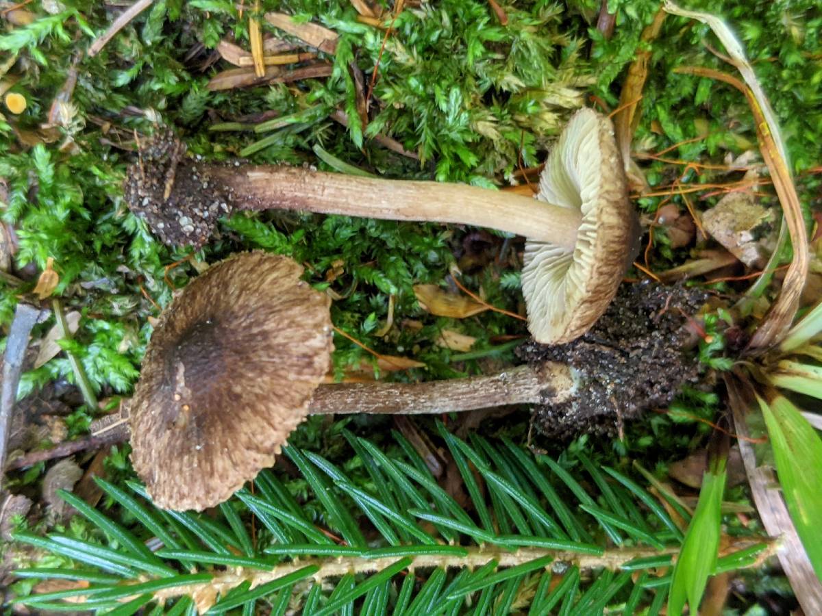Inocybe sphagnophila image