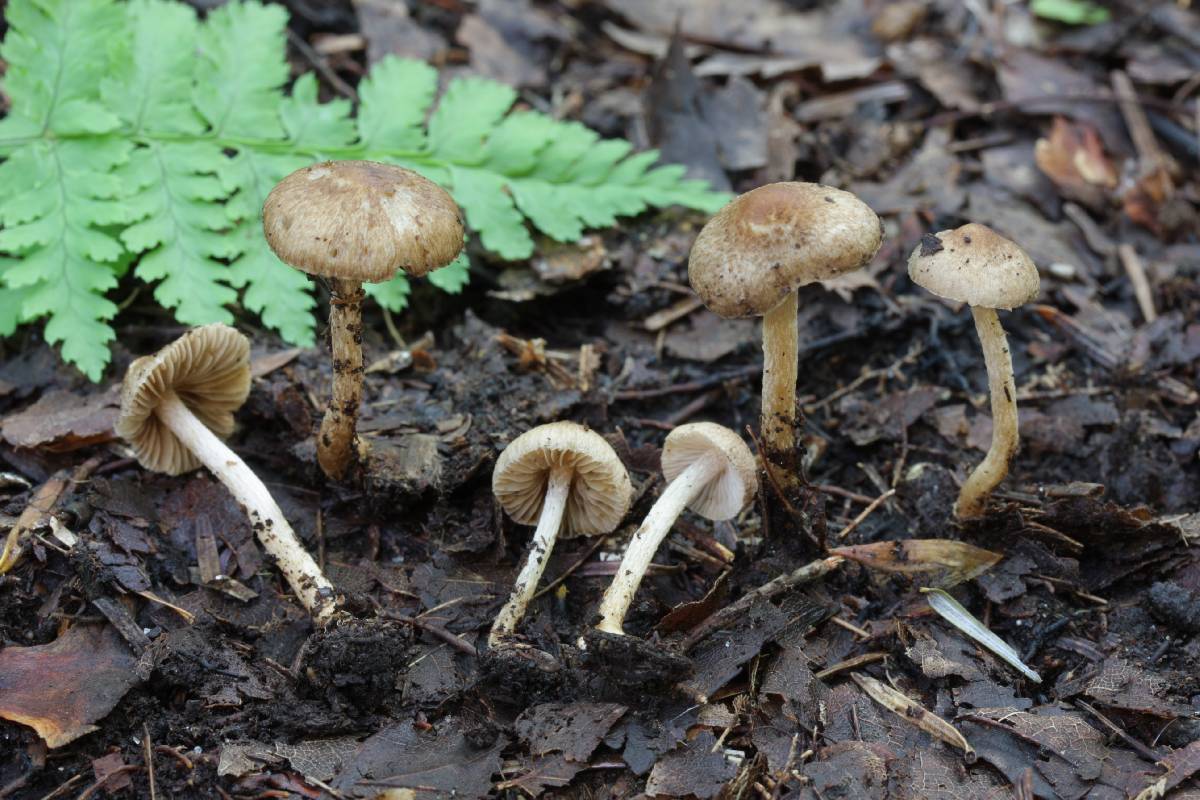 Inocybe minima image