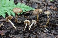 Inocybe minima image