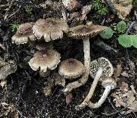 Inocybe ericetorum image