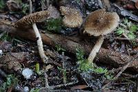 Inocybe minima image