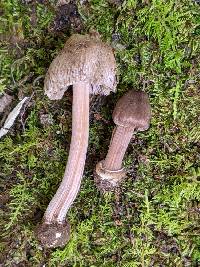 Inocybe asterospora image