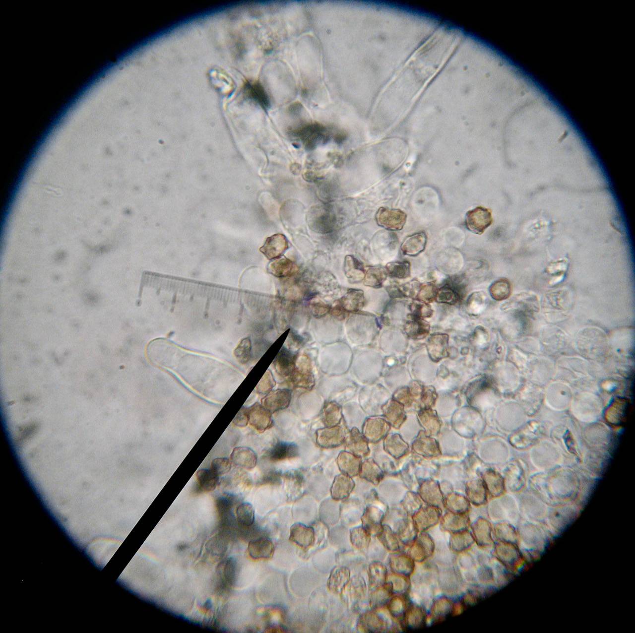 Inocybe diminuta image