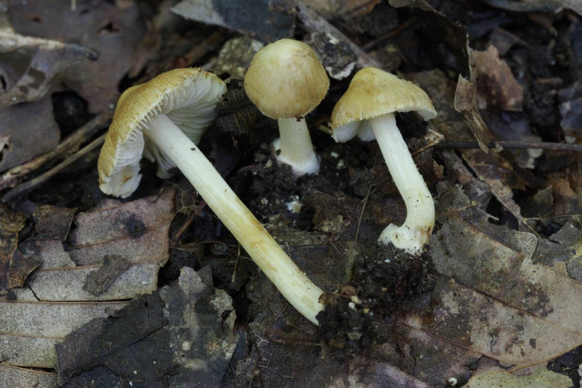 Inocybe cryptocystis image