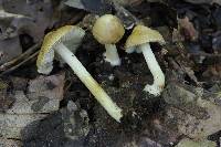 Inocybe cryptocystis image