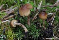 Inocybe curvipes image